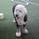 로마네 간식나라 이미지