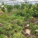 소보록 요보록 이미지