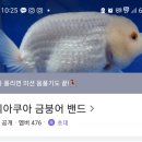 해리아쿠아 이미지