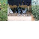 닭세상농장 이미지