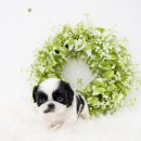 천안 강아지분양 도로시펫 이미지