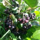 수지 농장 이미지