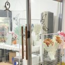 빽다방 봉담동화마을점 | 봉담꽃집 화분 꽃블리 화성봉담점 스투키 구매후기