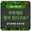[부추의 생리장해] 쉽게 키워서 몰랐는데 질병도 있다고요?