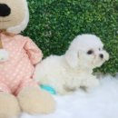 잘해줄개 이미지