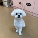 아롱애견미용실 이미지