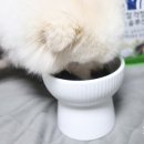 다몽식품