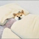 흠