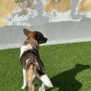 블루 독 스쿨 이미지