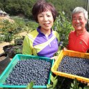 산청블루베리농장