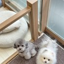 몽그루밍 이미지