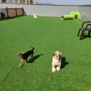 클라우드독 미용실 이미지