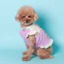 도토리펫샵 이미지