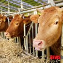 중앙축산사료(주) 이미지