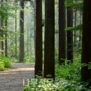 편백나무숲 이미지