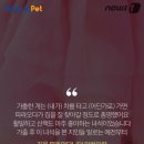 멍멍이집 이미지