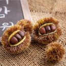 마로니에 이미지