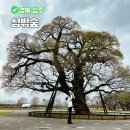 버들강아지 | 경북 성주 애견동반 여행지 성밖숲 맥문동 왕버들군락지 강아지