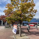 호돌이만두 이미지