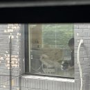 댕댕이묭실 이미지