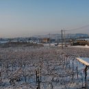 포도가 있는 풍경 이미지