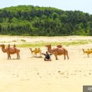 바다소나무 이미지