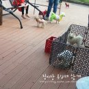 퍼피니스 이미지