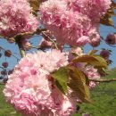 원동초등학교이천분교 이미지