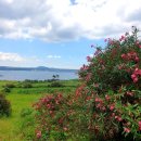 꽃품은 설기 이미지