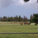 녹원목장 이미지