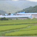 김동복농장 Daum카페