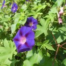 평촌고등학교 이미지