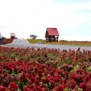 섬 맨드라미 축제 이미지