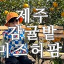 감귤밭 미즈허팜
