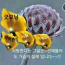 산뜻한 와송차 한잔을~~~ 이미지