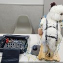 24시 창원2차동물의료원 | 24시 창원2차동물의료원 야간진료와 강아지디스크 침치료후기