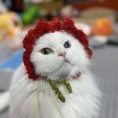 나비동물병원 | 고양이 신부전 의심 후 백산동물병원에서 진료받은 후기