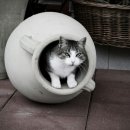 이층집고양이 이미지