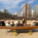 어스독 | &lt;김포&gt; 어스독 김포본점 애견카페 김포 애견유치원 추천 프랜치불독 분양전문 솔직후기