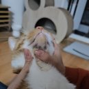 폴짝그루밍 | 중마동 동물병원 [광양동물메디컬센터] 고양이 턱드름 치료 및 관리하기 패쓰룸 그루밍패드