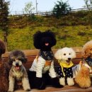 도그스쿨 이미지