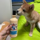 애견 11번가 이미지