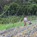 주미 농장 이미지