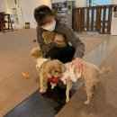 어바웃댕댕 이미지