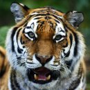 호랑이 이미지