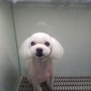 아프지말게 동물병원 이미지