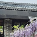 등꽃 | 경기광주 카페 위스테리아 등나무꽃 후기｜남한산성 등꽃 명소 추천