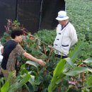 천화농장 이미지