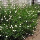 나무식당 이미지