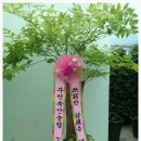 행복나무 - 수원시 권선구 수인로296번길 62 | 행복나무